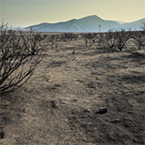 forest fire Nevada Great Basin Desert burned vegetation