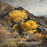 Stillwater Range Nevada Great Basin desert cottonwood tree autumn desert stream creek